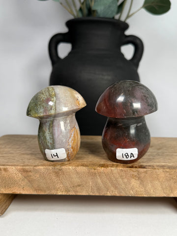 Sea Jasper Mushrooms - you pick