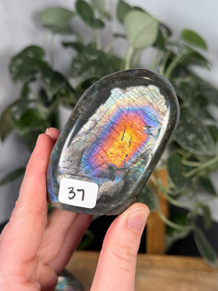 Labradorite FFs - you pick