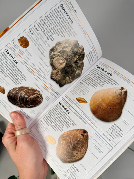 Smithsonian Fossils Book
