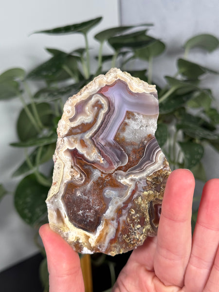 Laguna Agate Slabs - you pick