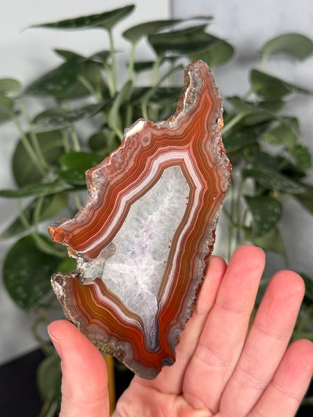 Laguna Agate Slabs - you pick
