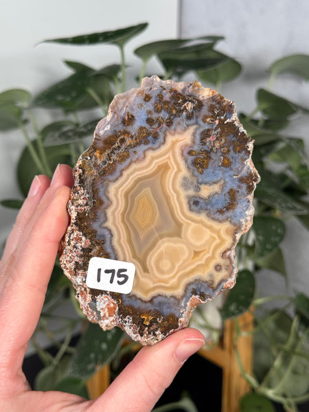 Laguna Agate Slabs - you pick