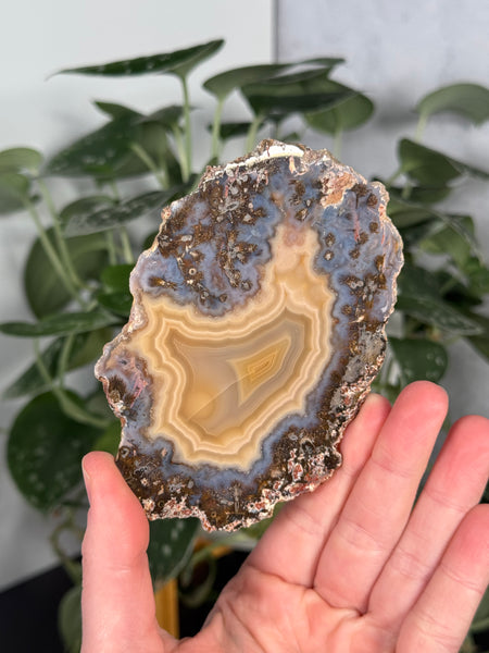 Laguna Agate Slabs - you pick