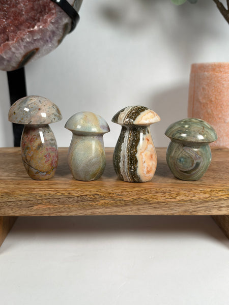 Sea Jasper Mushrooms - you pick