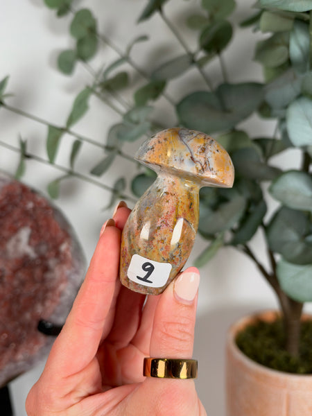 Sea Jasper Mushrooms - you pick