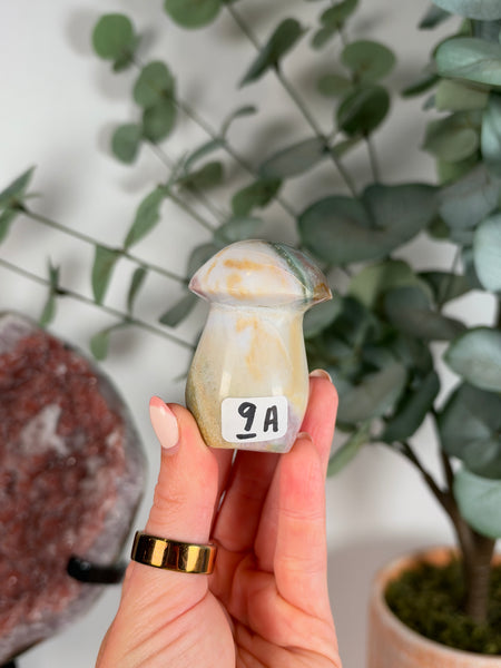 Sea Jasper Mushrooms - you pick