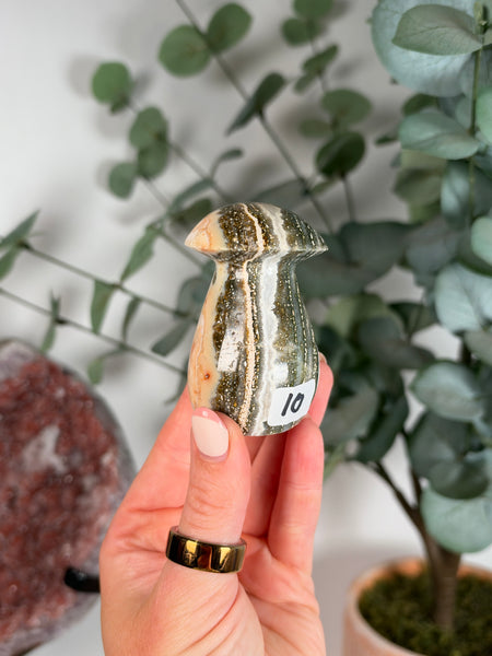 Sea Jasper Mushrooms - you pick