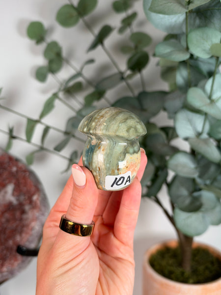 Sea Jasper Mushrooms - you pick