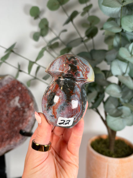 Sea Jasper Mushrooms - you pick