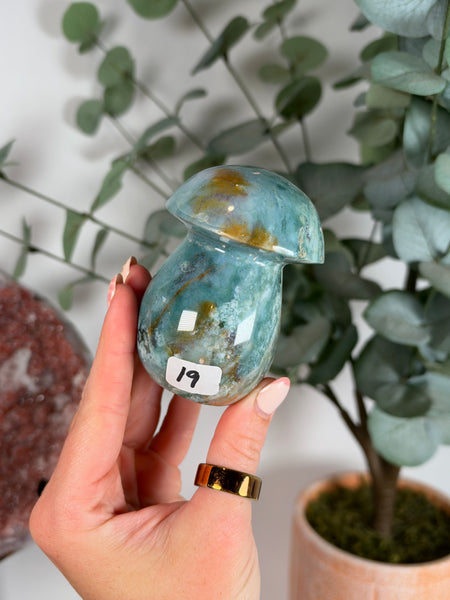 Sea Jasper Mushrooms - you pick