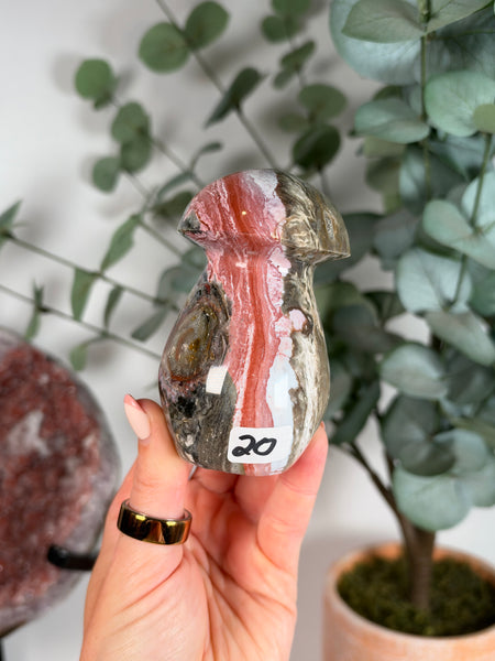 Sea Jasper Mushrooms - you pick