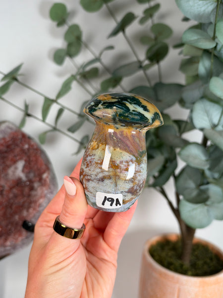 Sea Jasper Mushrooms - you pick