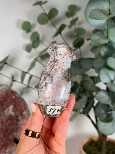 Sea Jasper Mushrooms - you pick