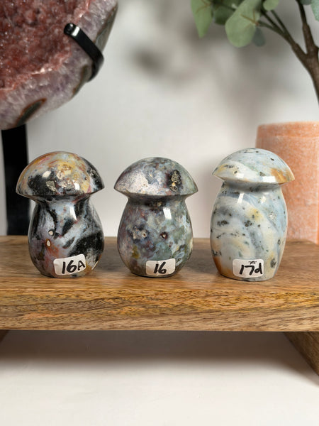 Sea Jasper Mushrooms - you pick