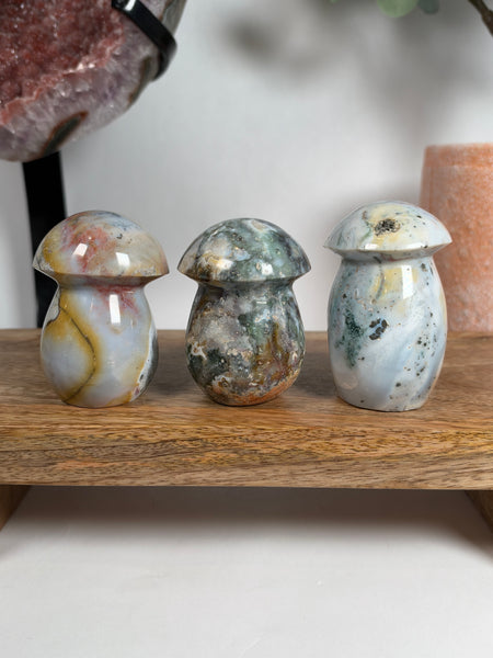 Sea Jasper Mushrooms - you pick