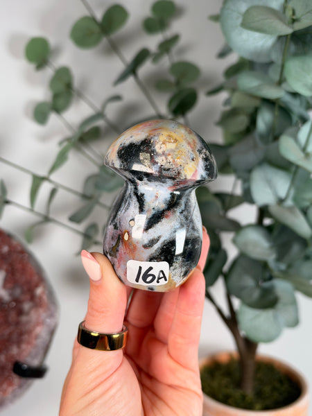 Sea Jasper Mushrooms - you pick