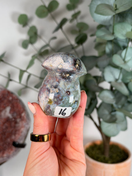 Sea Jasper Mushrooms - you pick
