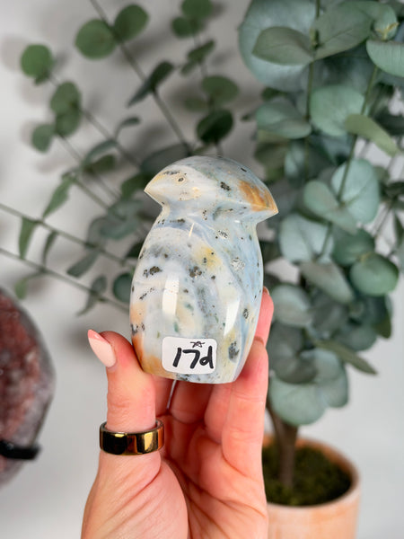 Sea Jasper Mushrooms - you pick