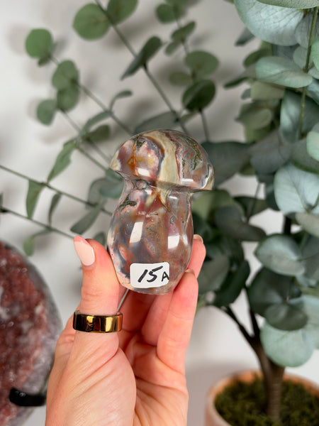 Sea Jasper Mushrooms - you pick