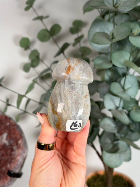 Sea Jasper Mushrooms - you pick