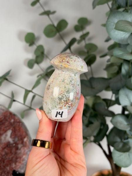Sea Jasper Mushrooms - you pick