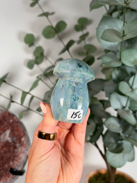 Sea Jasper Mushrooms - you pick