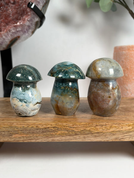 Sea Jasper Mushrooms - you pick