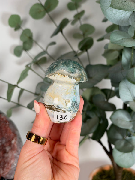 Sea Jasper Mushrooms - you pick
