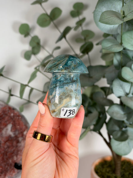 Sea Jasper Mushrooms - you pick
