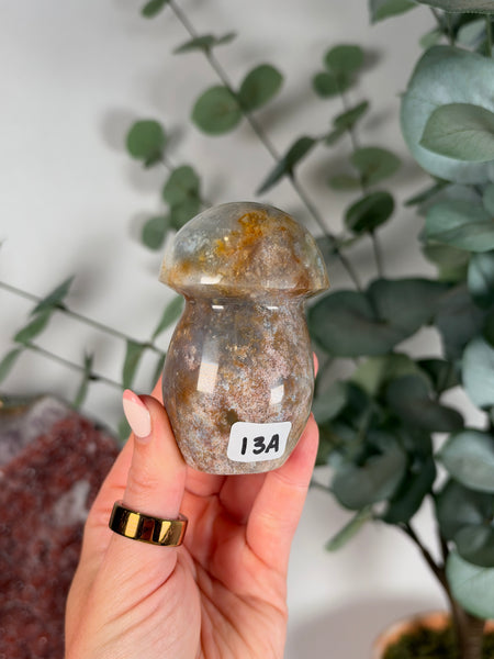 Sea Jasper Mushrooms - you pick