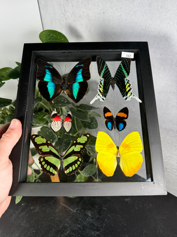 Butterfly Shadow Box - 62 you pick